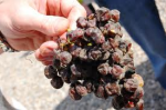 Is your fruit rotting on the vine?